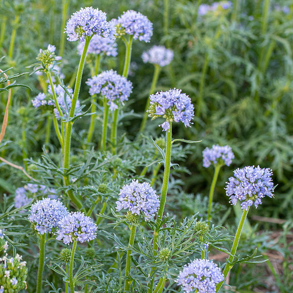 
    



Blue Thimble Flower
