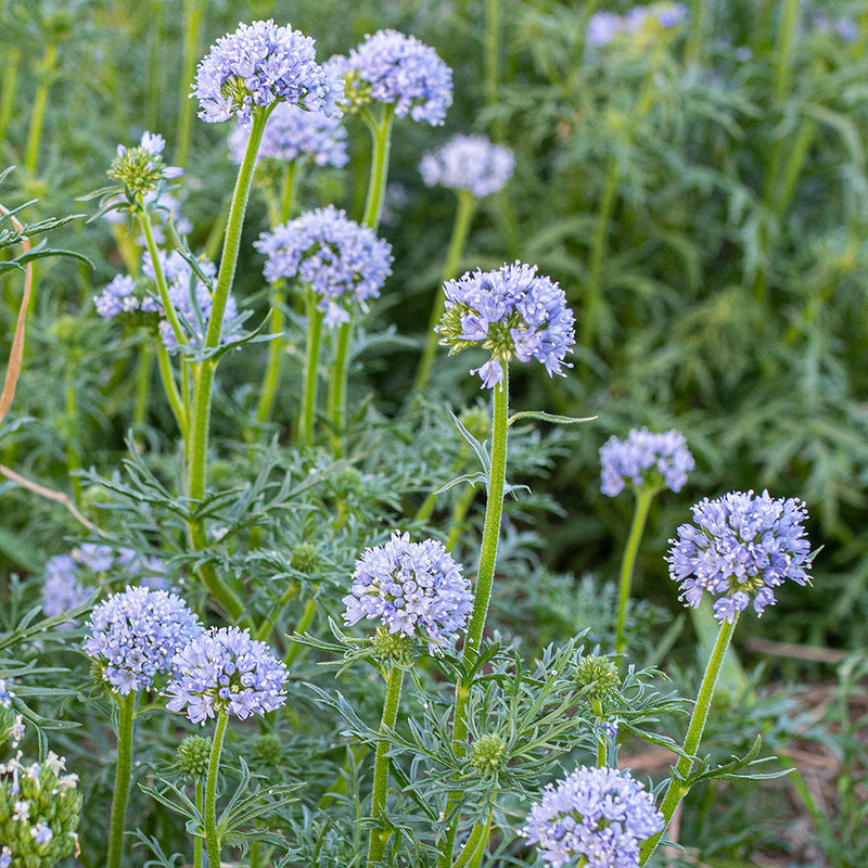 Blue Thimble Flower