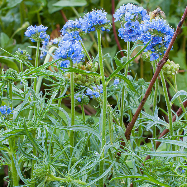 Blue Thimble Flower