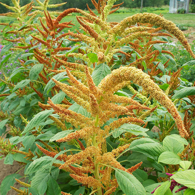 
  



Amaranth 'Autumn's Touch'
