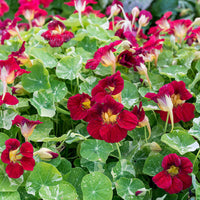 Nasturtium 'Tip Top Alaska Red'