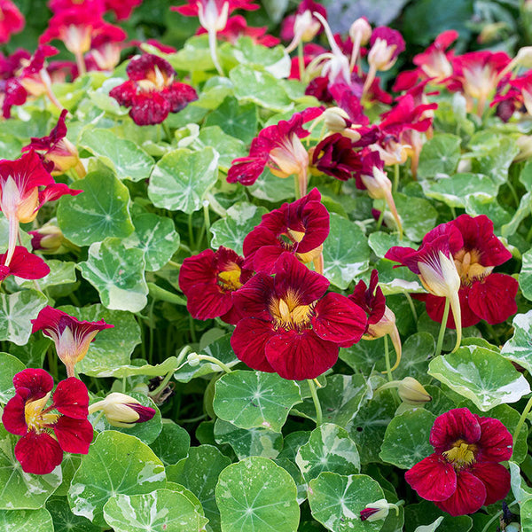 Nasturtium 'Tip Top Alaska Red'