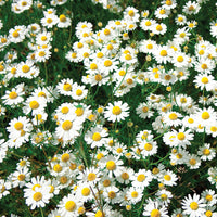 
    



Chamomile - German 'Zloty Lan' Organic
