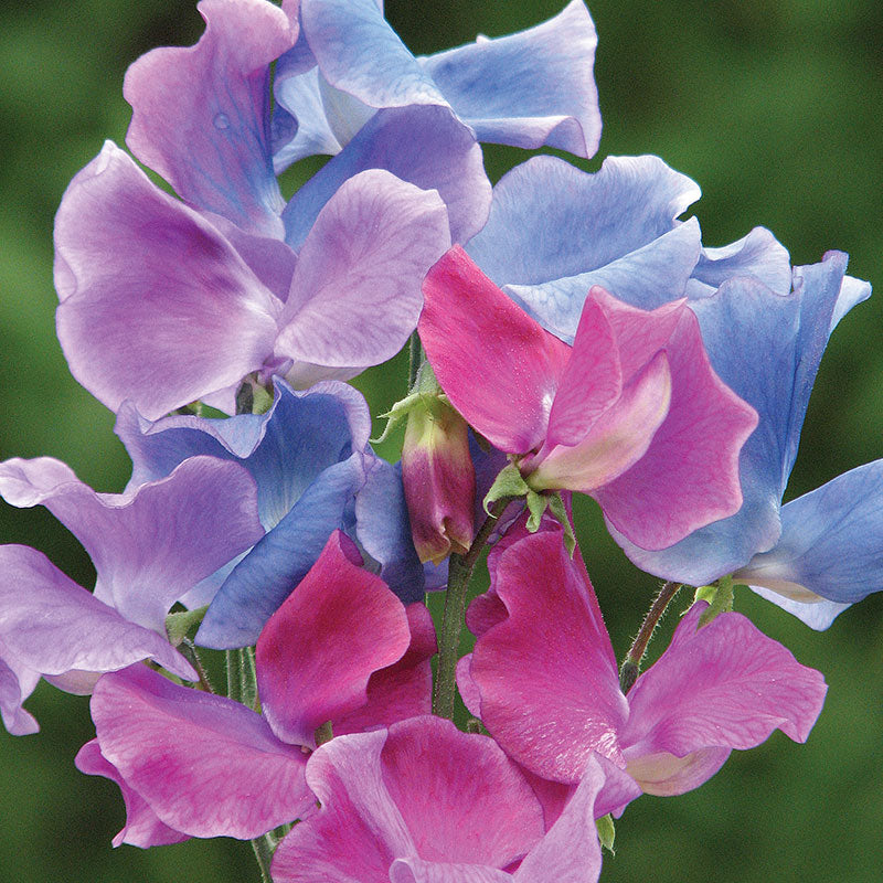 Sweet Pea 'Blue Shift'