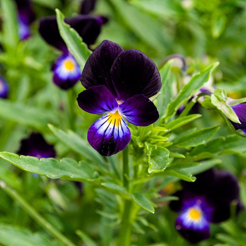 Viola 'Bowles Black'