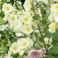 
    



Hollyhock - Rugose
