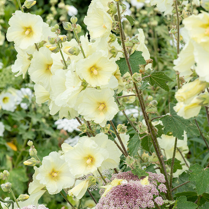 
  



Hollyhock - Rugose
