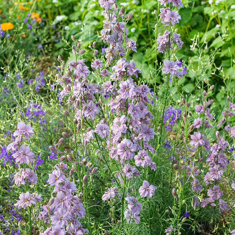 Larkspur 'Misty Lavender'