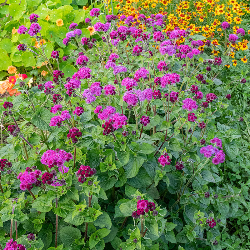 Ageratum 'Red Bouquet'