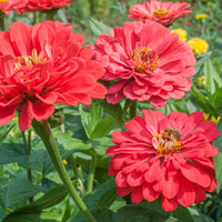 Zinnia 'Benary's Giant Coral'