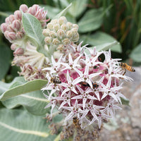 Milkweed - Showy