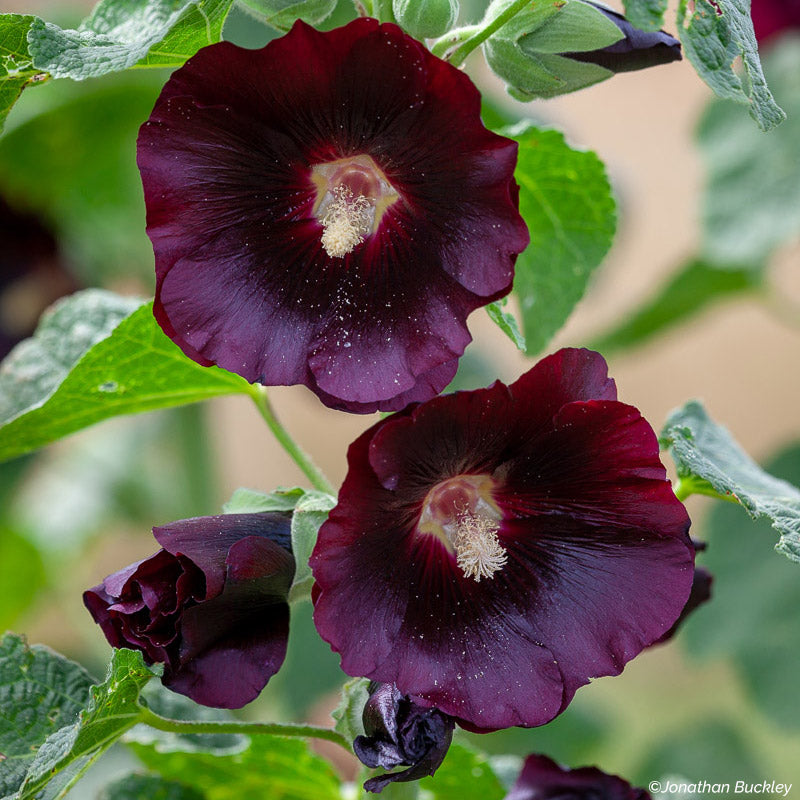 Hollyhock 'Nigra'