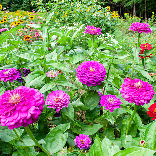 Zinnia 'Benary's Giant Purple'