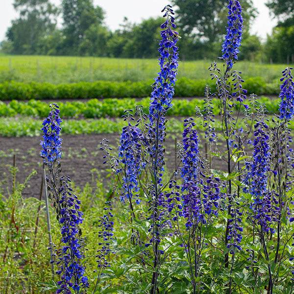 
    



Delphinium 'Bee Larkspur'
