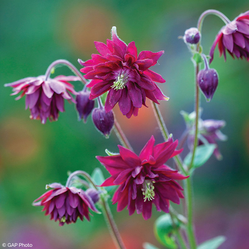 Columbine 'Ruby Port'