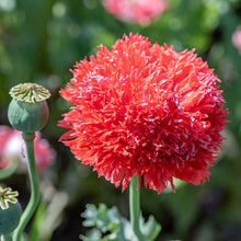 Poppy 'Feathered Mix' Organic