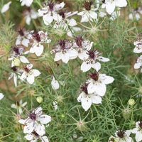 
    



Love-in-a-Mist 'African Bride'
