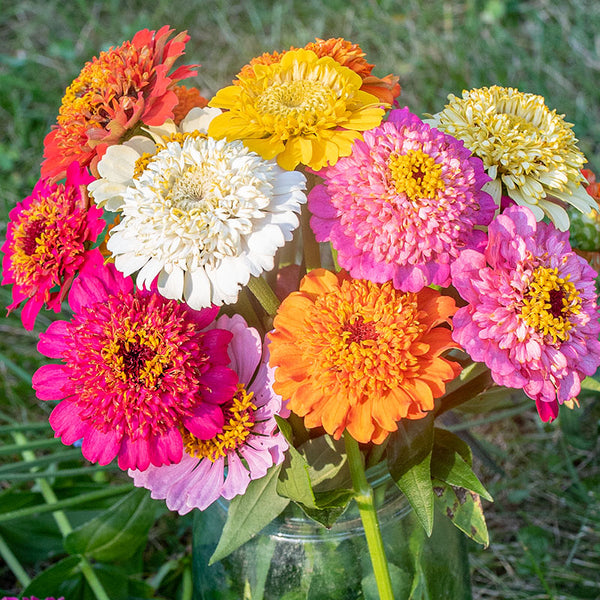 
    



Zinnia 'Cupcake Series Mix'
