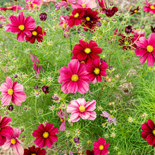 Cosmos 'Rubinato'