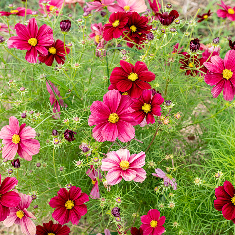 Cosmos 'Rubinato'