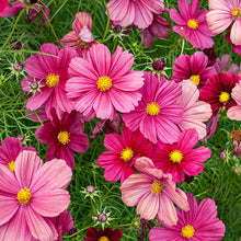 Cosmos 'Rubinato'