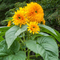 
    



Sunflower 'Giant Sungold'
