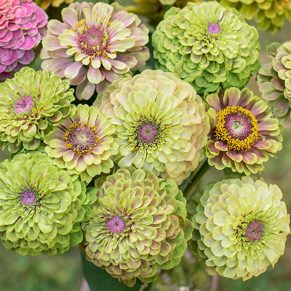 
    



Zinnia 'Raspberry Limeade'
