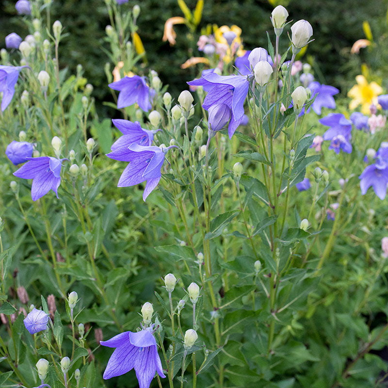 Balloon Flower 'Mariesii'