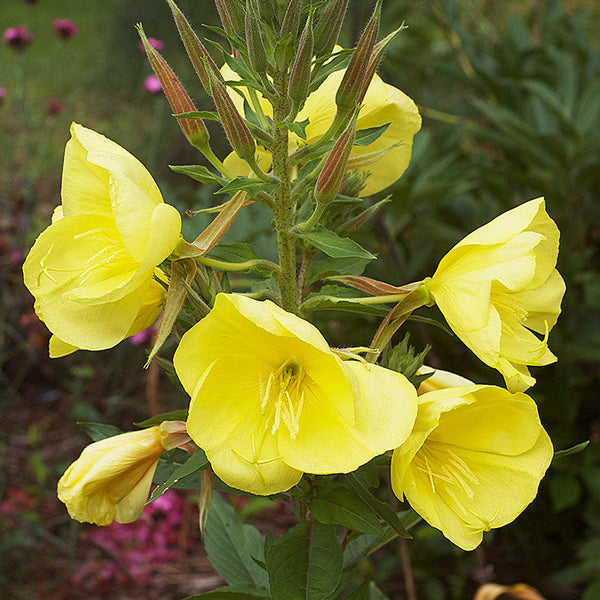 
    



Evening Primrose 'Tina James'
