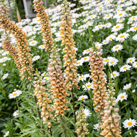 
    



Foxglove - Rusty 'Gigantea Gelber Herold'
