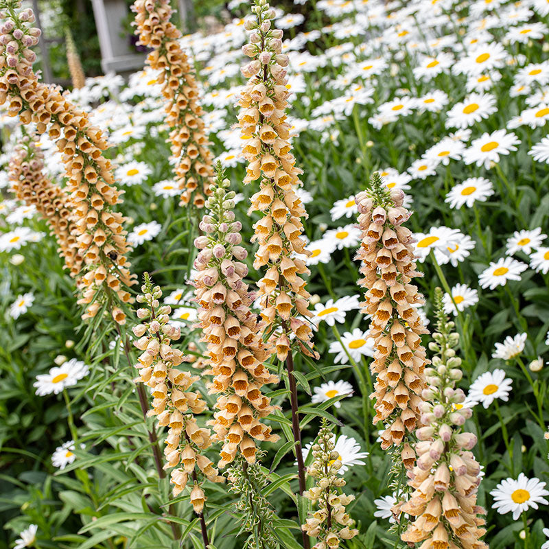 Foxglove - Rusty 'Gigantea Gelber Herold'