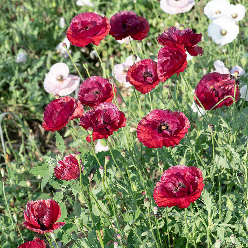 Poppy - Shirley 'Pandora'