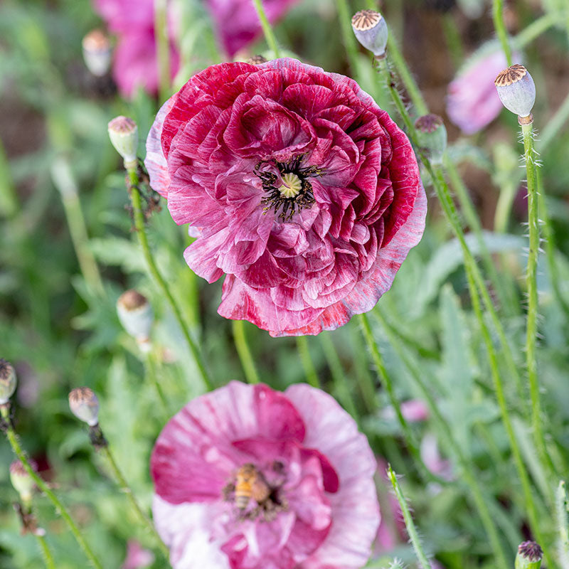 Poppy - Shirley 'Pandora'