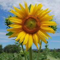 Sunflower 'Arikara' Organic