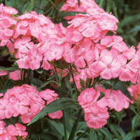 
    



Sweet William 'Newport Pink'
