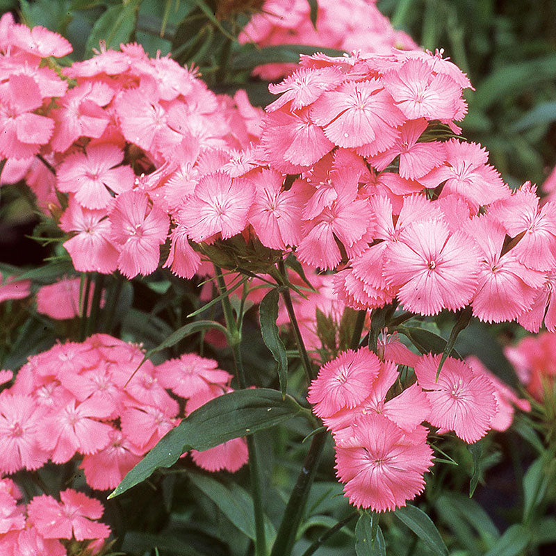 Sweet William 'Newport Pink'