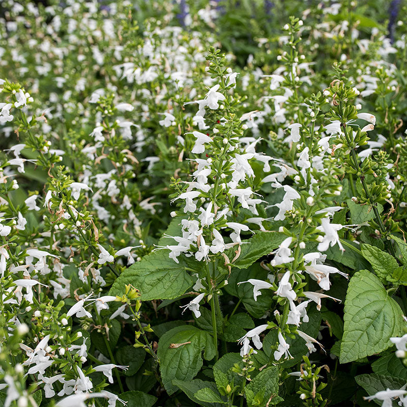 Salvia - Texas Sage Hummingbird™ 'Snow Nymph'