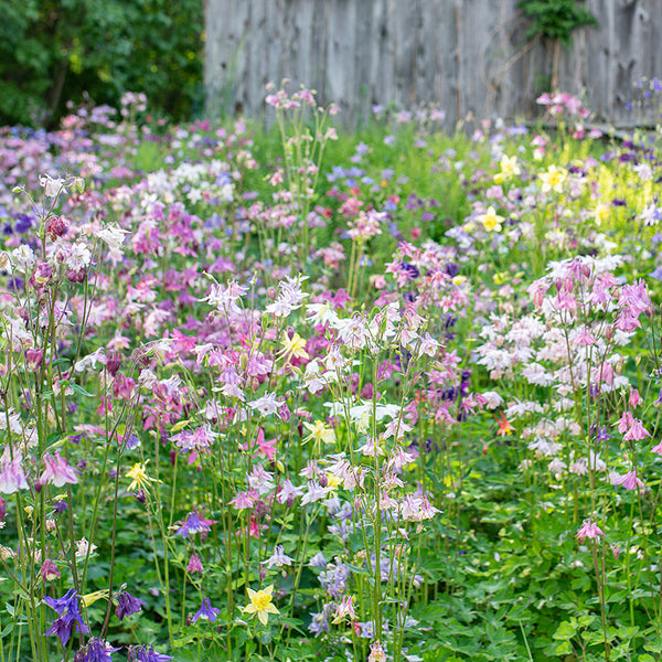 
    



Columbine 'National Collection Mix'
