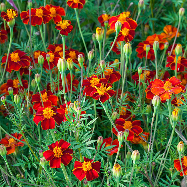 Marigold 'Burning Embers' Organic