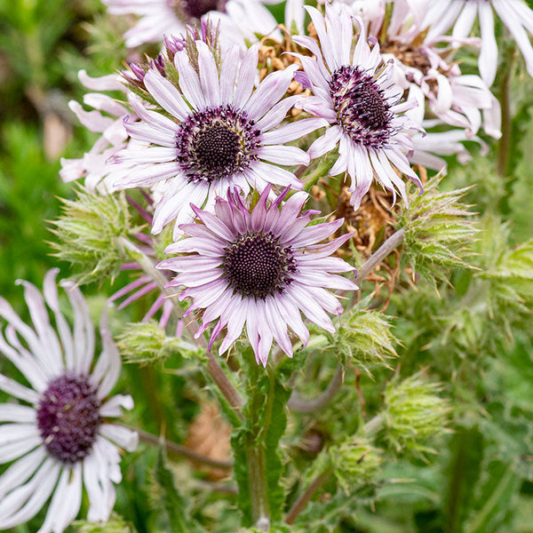 
    



Berkheya 'Zulu Warrior'
