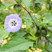 
    



Nicandra 'Black Pod'
