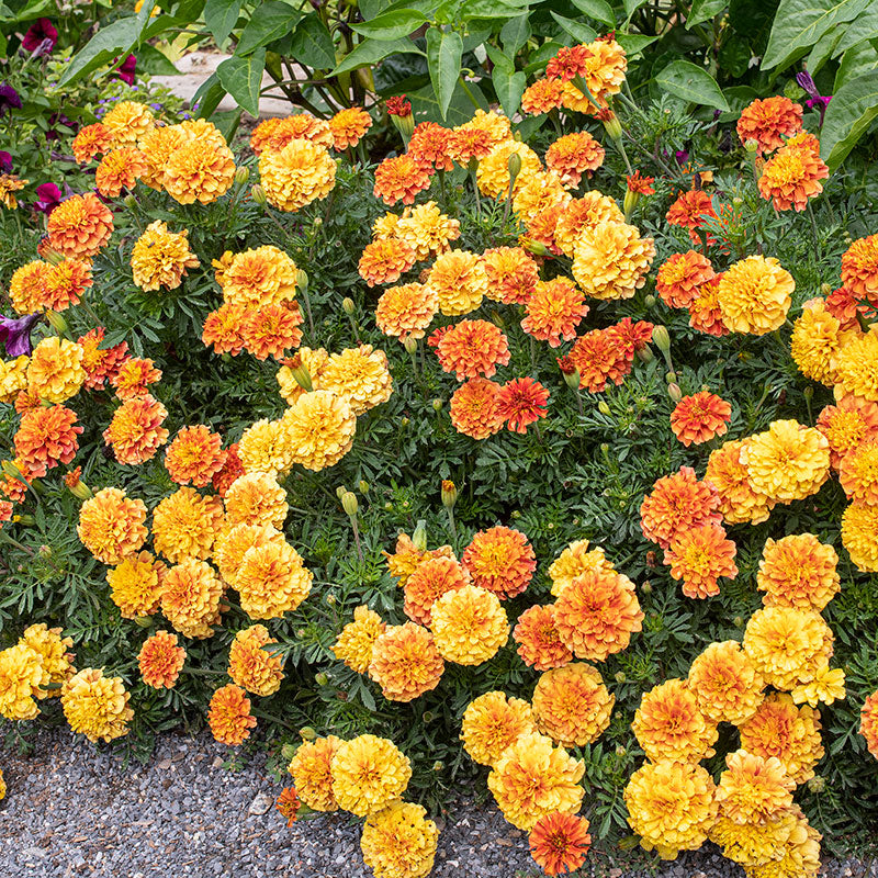 Marigold 'Strawberry Blonde'
