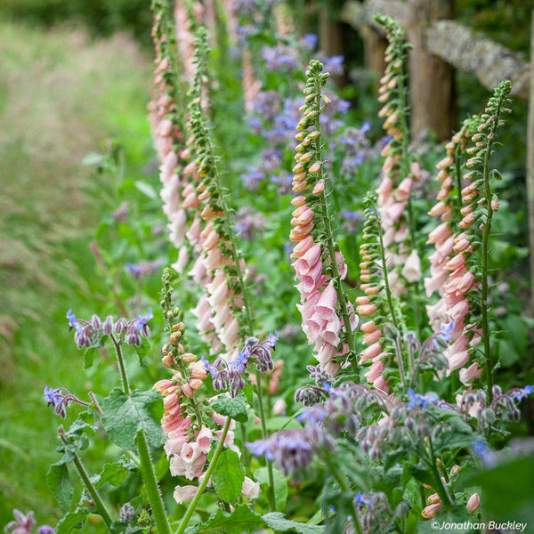 
    



Foxglove 'Sutton's Apricot'
