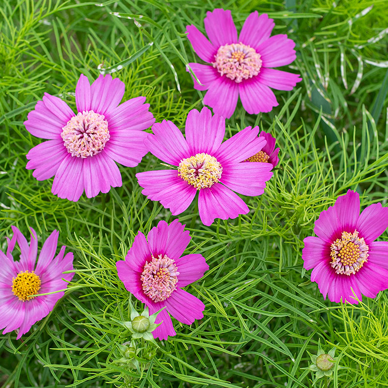 Cosmos 'Pink Popsocks'