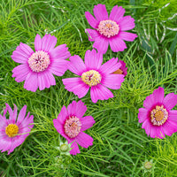 Cosmos 'Pink Popsocks'