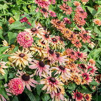 
    



Rudbeckia 'Sahara'
