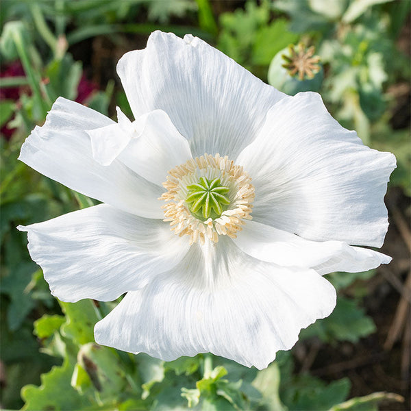 
    



Poppy 'Sissinghurst White'
