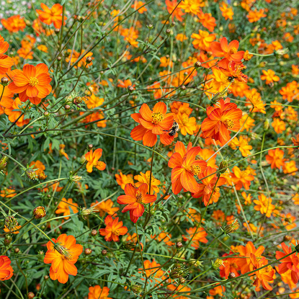 
    



Cosmos 'Sunset Orange'
