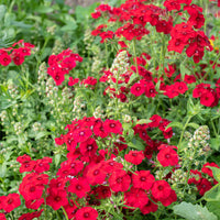 Phlox 'Coccinea'