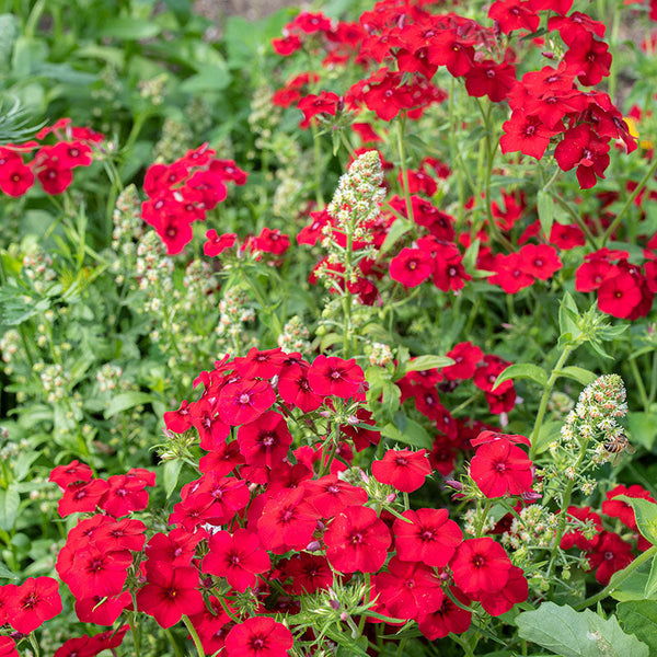 Phlox 'Coccinea'
